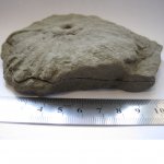 Другой ракурс 1 ихнофоссилии