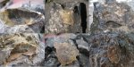 Двустворчатые моллюски в конкреции