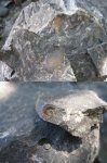 Аммонит и двусворчатый моллюск в конкреции