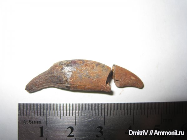 зубы, медведи, Ursus, teeth