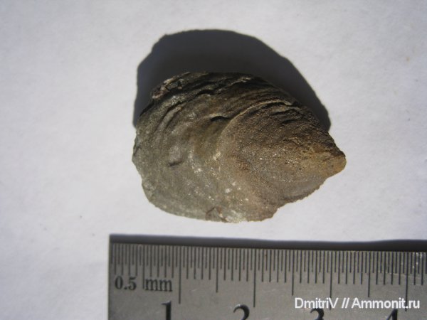 Inoceramus