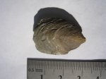 Inoceramus