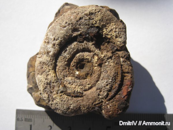 Protetragonites