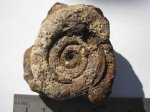 Аммонит Protetragonites