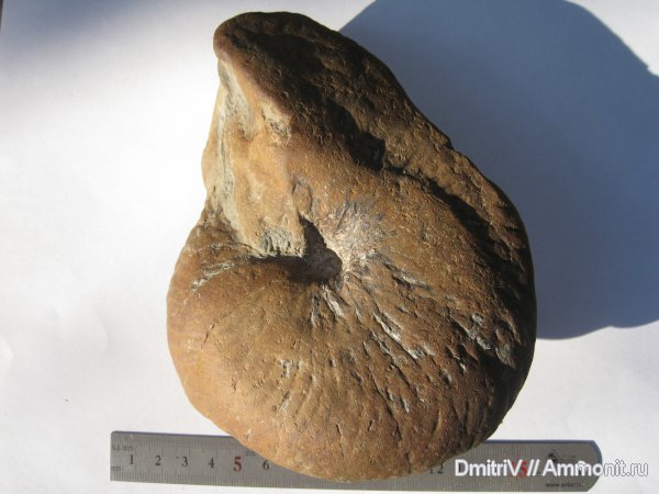 Cymatoceras, р. Дефань