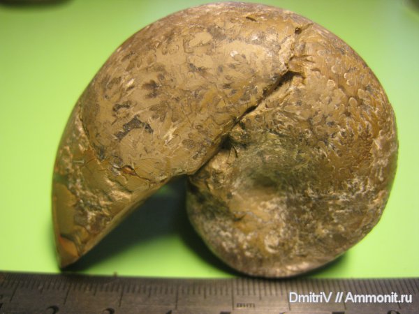 Phyllopachyceras