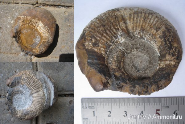 Macroscaphitidae