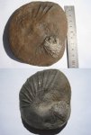 Жилая камера аммонита Phyllopachyceras sp.