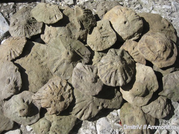 ?, ихнофоссилии, Stelloglyphus