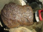 Stelloglyphus