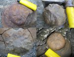 Stelloglyphus