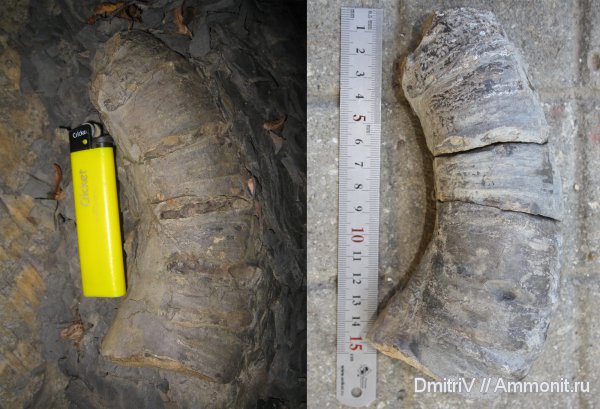 гетероморфные аммониты, Pseudocrioceratites, heteromorph ammonites