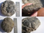 Stylina и Stelloglyphus