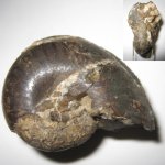 Аммонит Phylloceratidae