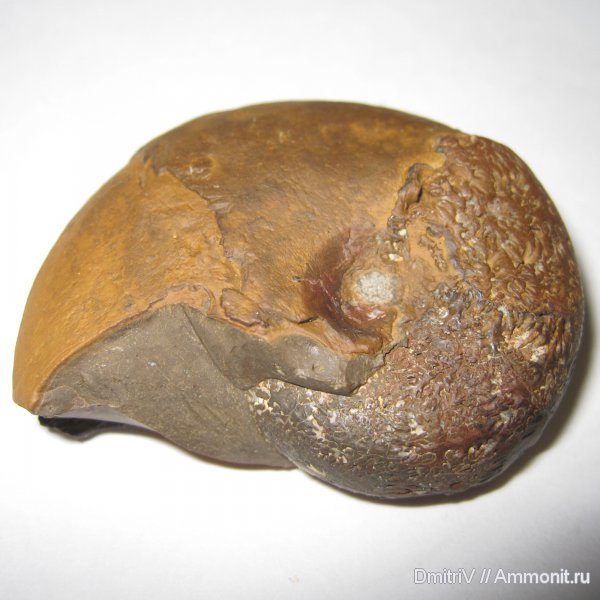 Phylloceratidae