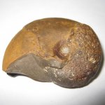 Phylloceratidae