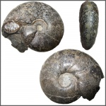 Аммонит Salfeldiella guettardi