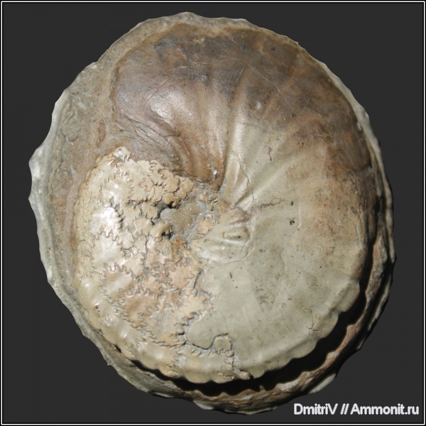 мел, мезозойская эра, баррем, устье, лопастные линии, Pulchellia, Pulchelliidae, Barremian, Cretaceous, Gerhardtia, Gerhardtia sartousiana