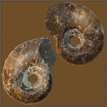Аммонит Lytoceras