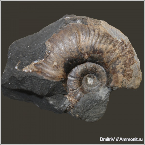 Lytoceratina