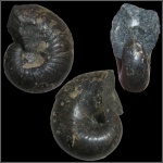 Аммонит Phylloceratidae