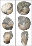 Phylloceratidae