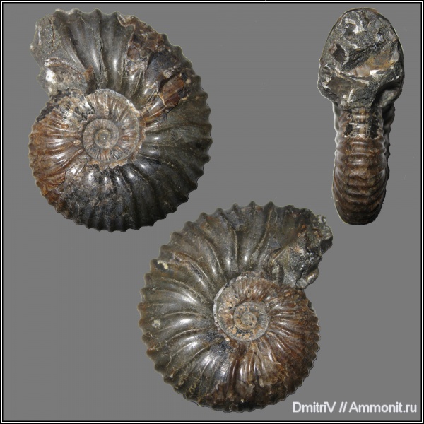 Acanthohoplites