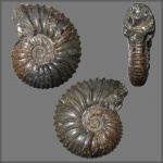 Аммонит Acanthohoplites