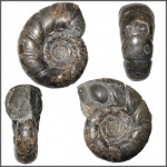Eogaudryceras