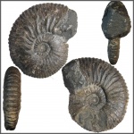 Крупный Acanthohoplites из конкреции