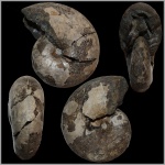 Euphylloceras