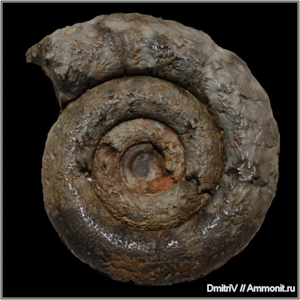 аммониты, мел, Protetragonites, р. Дефань