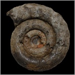Protetragonites