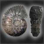Acanthohoplites bigoureti