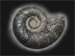 Lytoceras