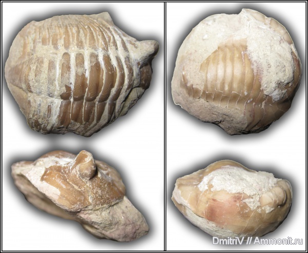 трилобиты, ордовик, р. Волхов, Asaphus, Illaenus, Ordovician