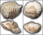 Asaphus & Illaenus