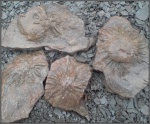 Stelloglyphus