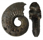 Kosmoceras proniae