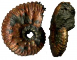 Kosmoceras