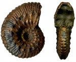 Kosmoceras