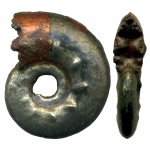 Brightia sp.