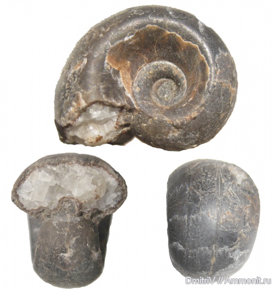 Jaubertella, Jaubertella latericarinata, р. Дефань