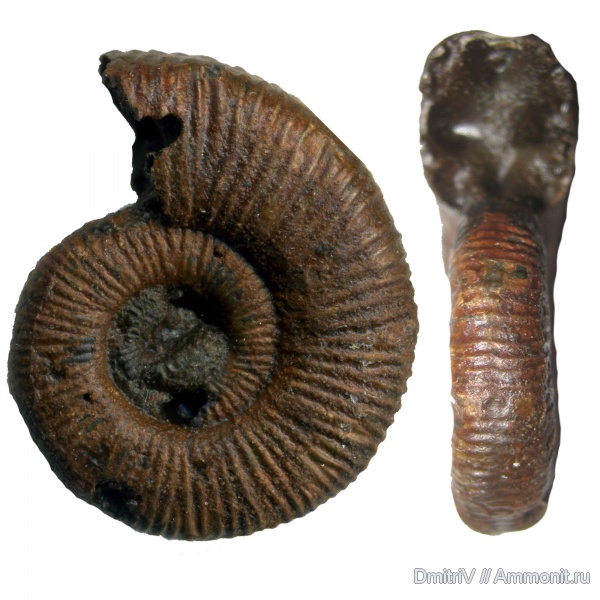 юра, Михайлов, Binatisphinctes, келловей, Binatisphinctes mosquensis, Callovian, Jurassic, Middle Jurassic