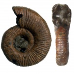 Binatisphinctes mosquensis