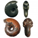 Funiferites patruus & Funiferites allae