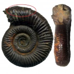 Binatisphinctes mosquensis