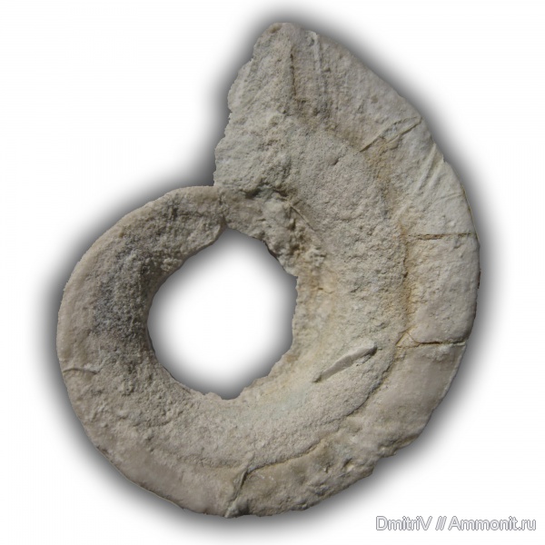 гастроподы, карбон, Цемгигант, Euomphalus