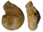 Rondiceras milaschevici