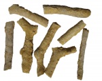 Tabulipora